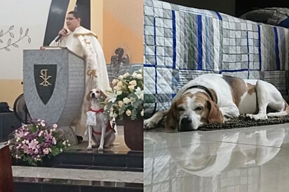 O cão é um xodó dos fiéis que frequentam a paróquia.