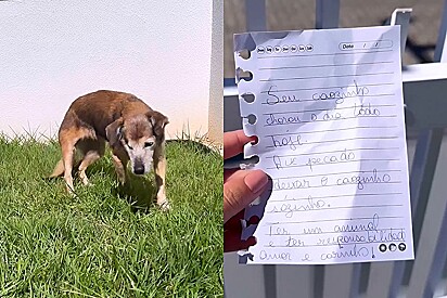 Tutora de cachorrinha de 17 anos recebe carta que não gostaria de vizinho e responde da melhor forma.
