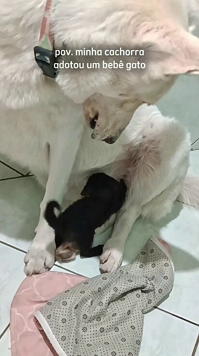 A cachorrinha adora cuidar do filhote.