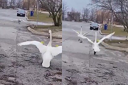 Cisne devastado sai correndo para ver seu amor após dias internado.