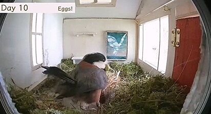 As aves preparam a casinha para a chegada dos filhotes.