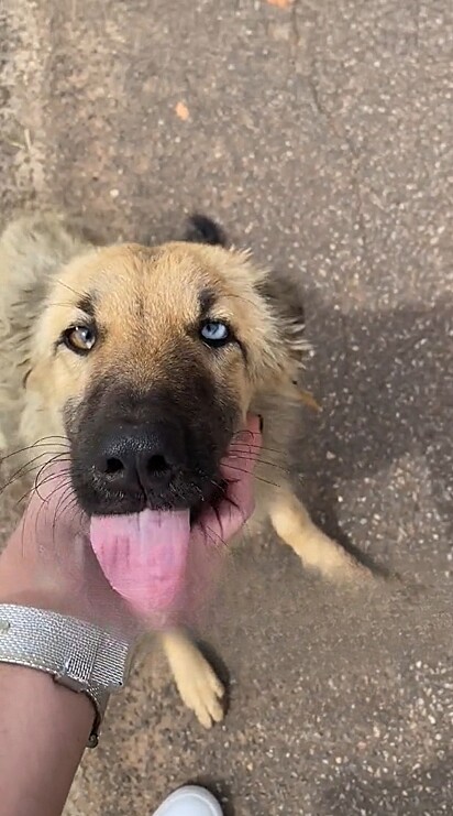 A cachorrinha, completamente desnutrida, foi correndo em sua direção.