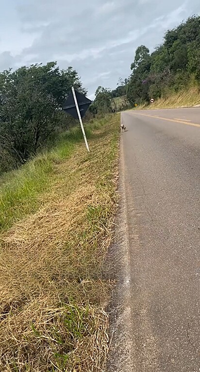 Larissa Vilela estava dirigindo na estrada quando percebeu algo se mexendo e decidiu parar para investigar.