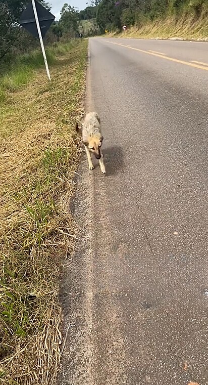 Era uma cachorrinha completamente abandonada no meio do nada. 