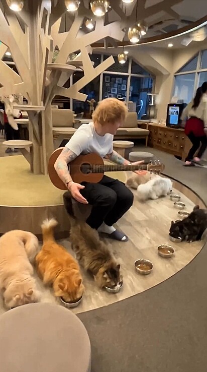 Ed Sheeran tentou fazer um show exclusivo para gatos, mas eles não deram bola para o cantor.