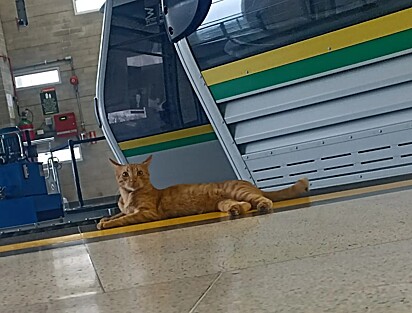 O gato mora ao lado da estação e vai todos os dias trabalhar.