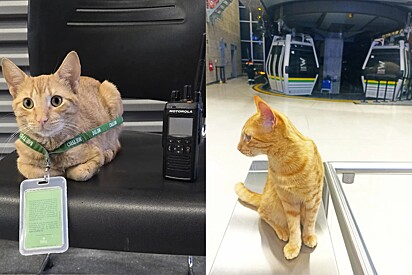 Gato trabalhador visita a estação de trem todos os dias para ajudar na hora do rush.