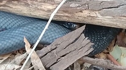 A cobra preta de barriga vermelha é venenosa.