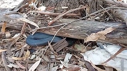 A equipe especializada Hodgsons Snakes Rescue and Removal foi até o local para capturá-la.