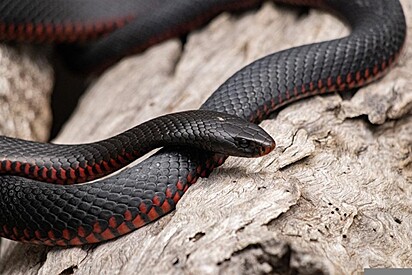 A cobra preta de barriga vermelha não é considerada agressiva e tende a temer os humanos.