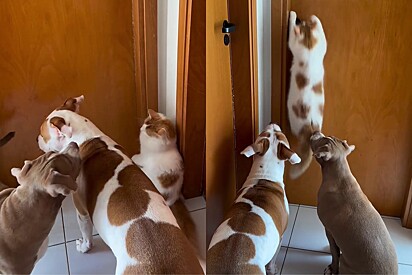 Gato lidera pitbulls em plano de invasão e resultado viraliza.