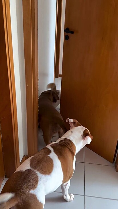 Com ajuda das pitbulls, a felina consegue abrir a porta.