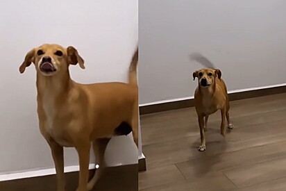 Conheça Caramela, a cachorrinha que faz a dancita de buenas noche.