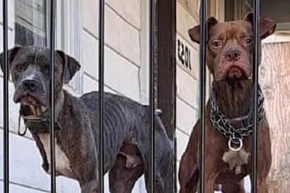 Cachorros abandonados em varanda observam pessoas passarem na esperança de que alguém os note