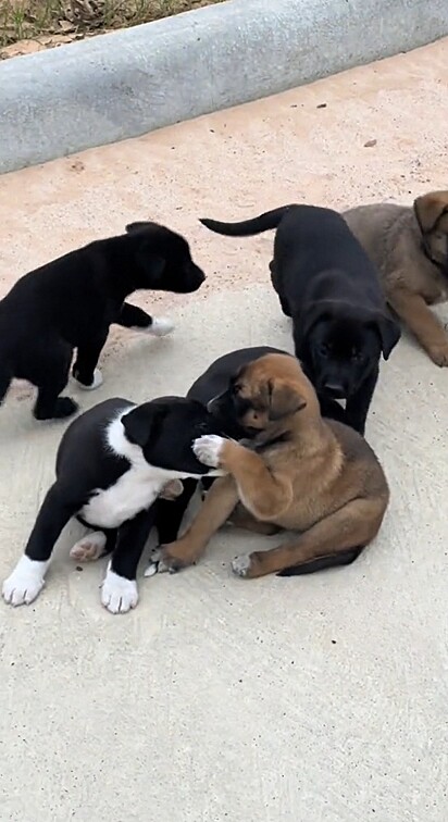 Felizmente, o homem levou todos eles para casa.