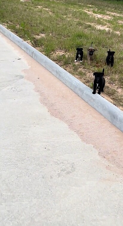 O homem saiu para correr quando foi surpreendido com uma ninhada de cães.