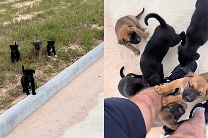 Homem sai para corrida matinal e volta com 9 cachorros para casa.