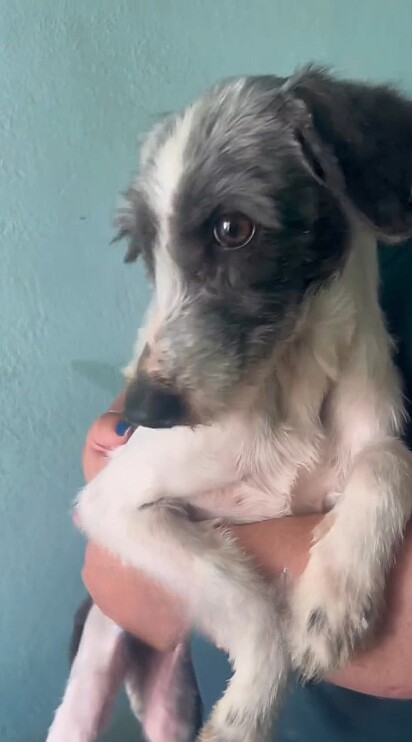 Com muito medo, a cachorrinha não parava de tremer.