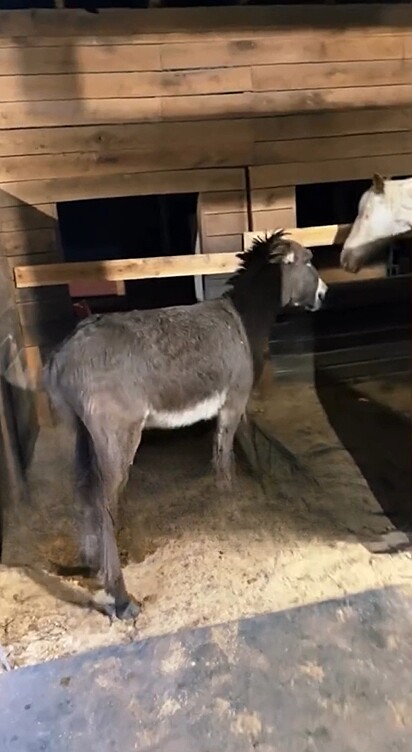 Luna é cega e o burro Petey a ajuda todos os dias a andar pelo rancho.