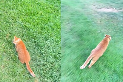 Tutora começa corrida frenética para alcançar gato laranja que pegou filhote de passarinho e desfecho da história viraliza.