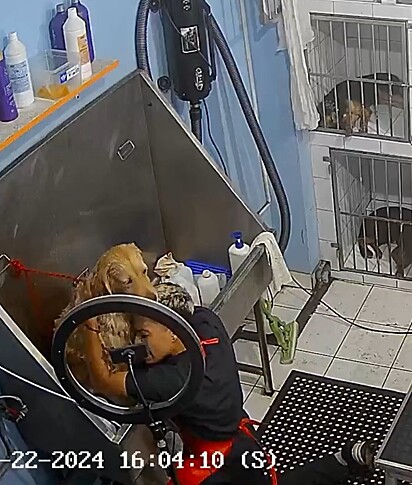 O groomer dando um abraço no golden retriever durante banho no pet shop.