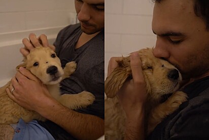 Tutor de filhote golden retriever mostra o que ele faz quando pet está com medo de tomar banho.