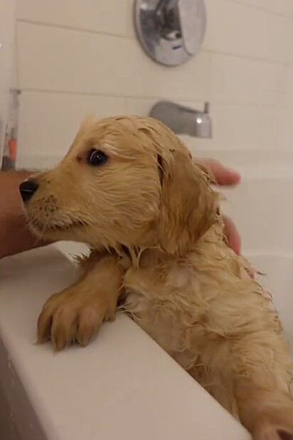 Maverick assustado com a água da banheira.