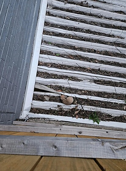 Um filhote de cachorro estava completamente sozinho no telhado em ruínas.