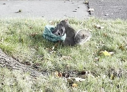 Ela pegou um a um para levar em segurança para o seu ninho.