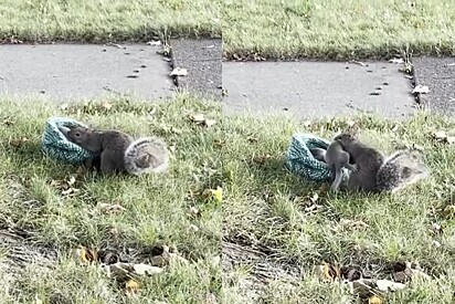 Mamãe esquilo capturada pela câmera se reunindo com seus bebês perdidos.