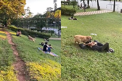 Golden retriever chega fazendo tendéu em parque e arranca sorrisos de pessoas.