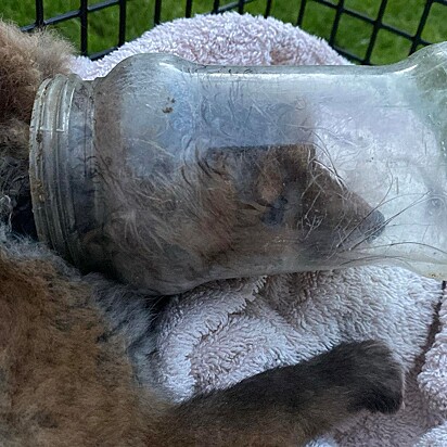 A cabeça da raposa estava presa dentro de uma jarra de plástico.