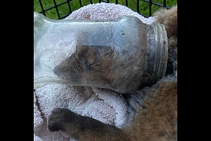 Animal é encontrado com cabeça presa em jarra de plástico - equipe retira objeto e descobre rosto fofo.