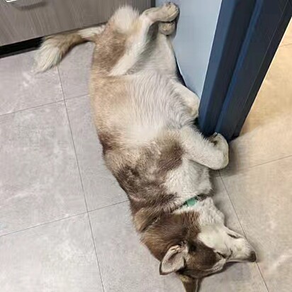 O jeito da cachorra husky dormir. Com as patas apoiadas na parede. A posição favorita de Luna.