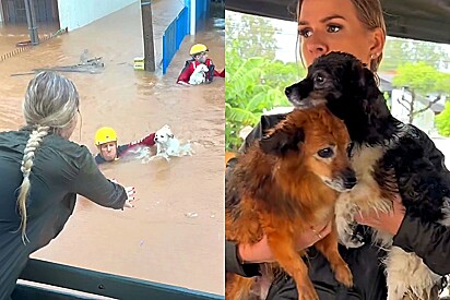 Voluntários se arriscam para resgatar animais de telhados em enchente no RS.
