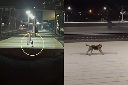 De longe maquinista avista cão que o aguarda todos os dias na estação e quando trem finalmente para o mais emocionante acontece