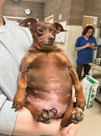 O cachorrinho pesava o dobro do peso ideal.