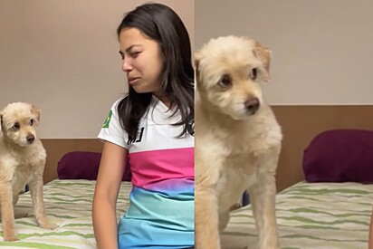 Jovem tenta fazer cão copiar suas expressões faciais e vídeo dá muito errado.