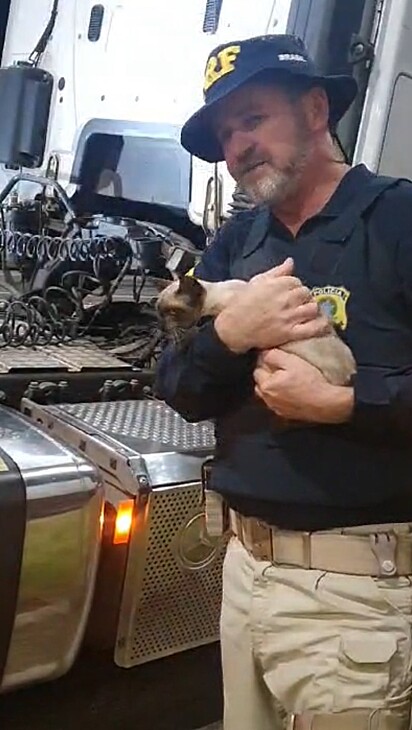 A felina foi resgatada em segurança.