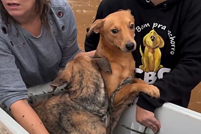 Cãozinho caramelo segura o braço de protetora ao ser resgatado em enchente.