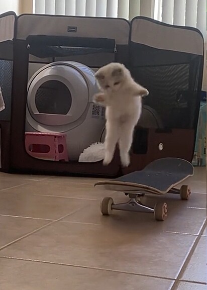 Puka saltando em cima do skate.