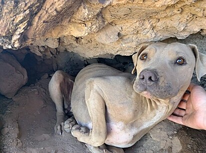 O caso aconteceu em em uma trilha na Montanha Lookout, em Phoenix, Arizona.