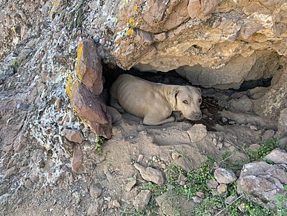 A canina estava encolhida em um pequeno buraco na encosta da montanha.