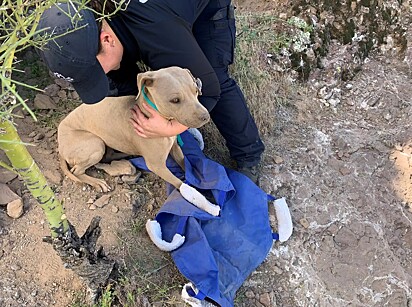 Ela foi encontrada por um homem que chamou o resgate Arizona Humane Society.