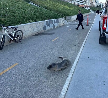 A foca estava em uma rua de Redondo Beach, Califórnia.