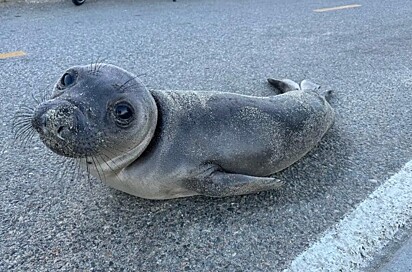 A foca estava bem abaixo do peso ideal, mas felizmente foi socorrida e salva.