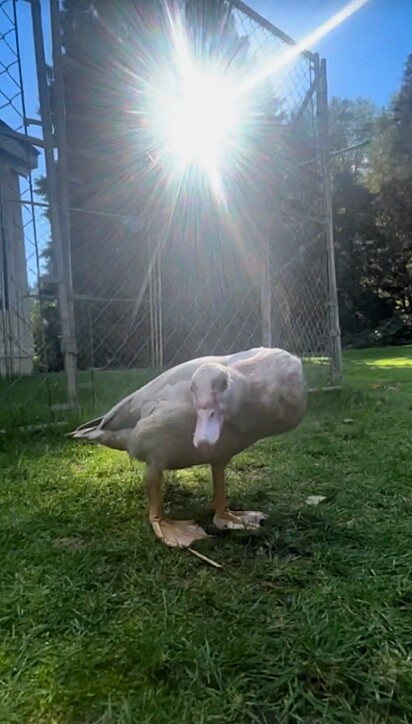 A pata possui uma deficiência de nascimento e é excluída pelos outros patos que vivem com ela.