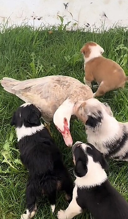 Felizmente um grupo de cachorrinhos a acolheu e eles se tornaram melhores amigos.