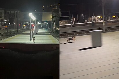 De longe, maquinista avista cão que o aguarda todos os dias na estação e, quando trem finalmente para, o mais emocionante acontece