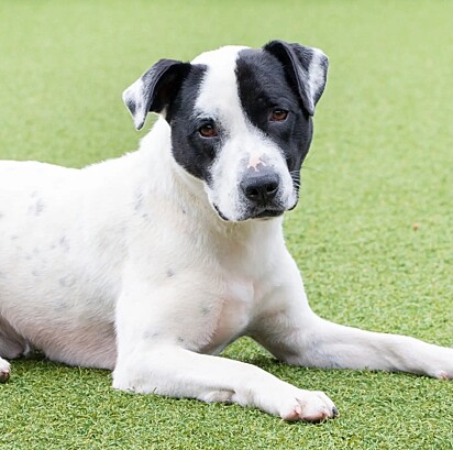 Rhoudy, de três anos, foi deixado no abrigo Greenville Humane Society.